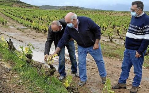 Ramiro González comprueba los daños en el viñedo tras una fuerte tromba de agua.