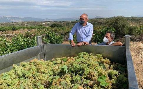 Ramiro González visita la vendimia