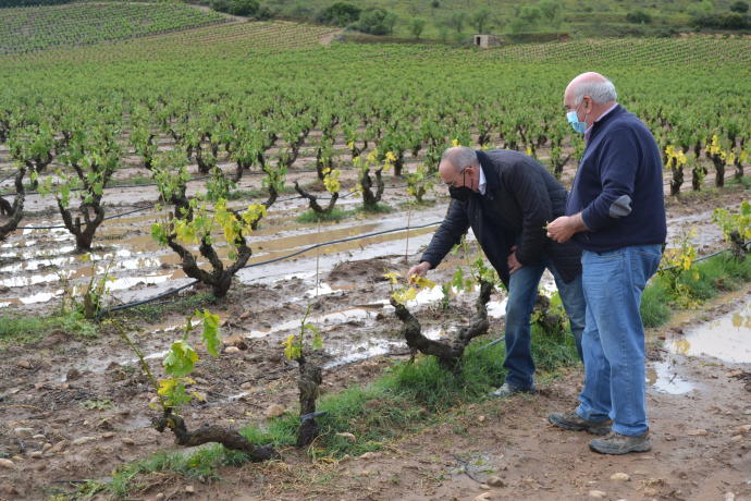 Ramiro González visita los viñedos.