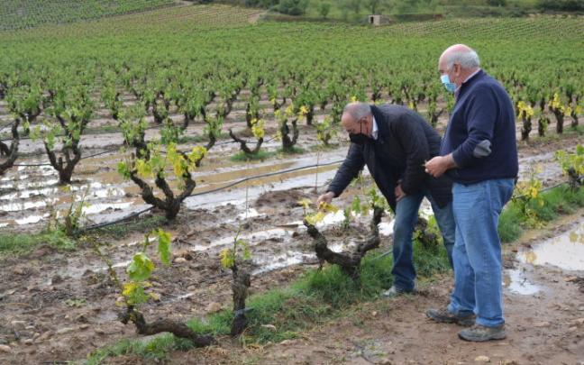 Ramiro González visita los viñedos.