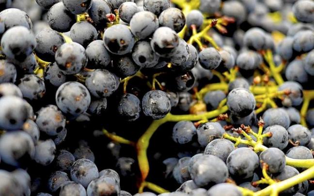 Racimos de uvas y los raspones con los que se fabricarán piensos animales. Foto: DNA