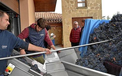 Se reactiva la beca de formación del Consejo Regulador del Rioja. Foto: Pablo José Pérez Se reactiva la beca de formación del Consejo Regulador del Rioja. Foto: Pablo José Pérez