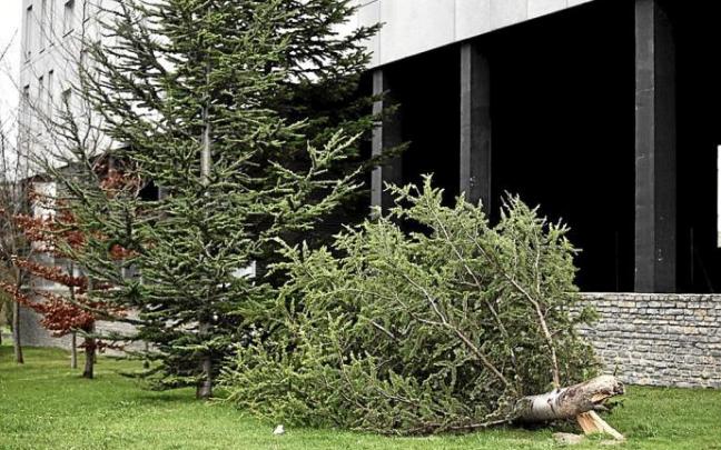 Ayer por la tarde regresó el invierno a Vitoria. En la imagen, una rama quebrada por el viento. Foto: P. Barco