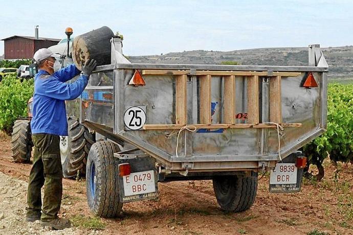 Un temporero vendimia en la Rioja Alavesa. Foto: DNA