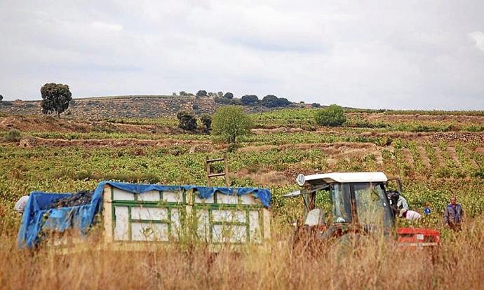 Remolque con uvas durante la vendimia de Rioja Alavesa.