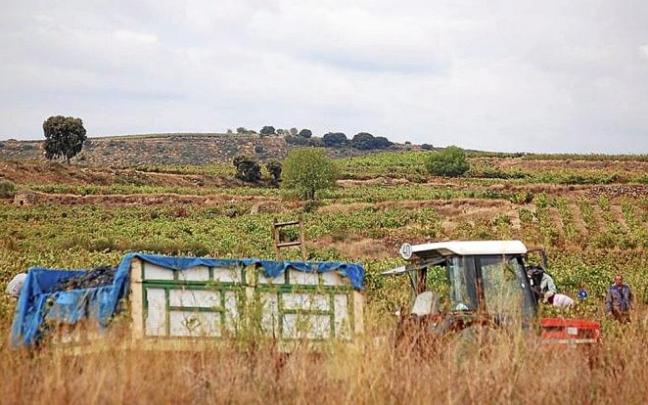 Remolque con uvas durante la vendimia de Rioja Alavesa. Remolque con uvas durante la vendimia de Rioja Alavesa.