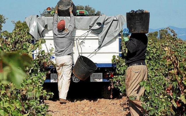 Imagen de la vendimia de 2021 en Rioja Alavesa.