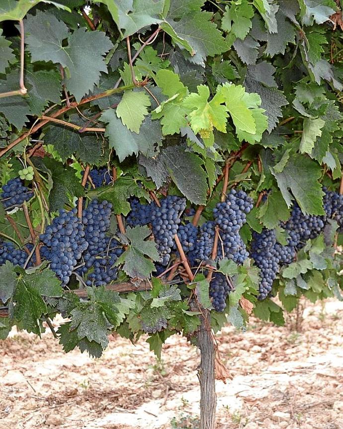 Racimos de uvas en un viñedo de Rioja Alavesa.