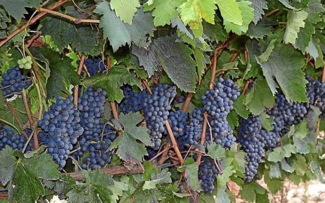 Racimos de uvas en un viñedo de Rioja Alavesa.