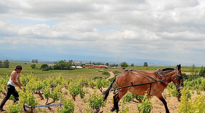 Un hombre trabaja en un viñedo con su caballo, a la vieja usanza.