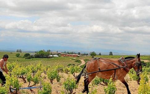 Un hombre trabaja en un viñedo con su caballo, a la vieja usanza.