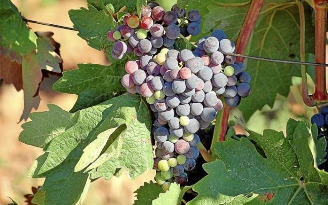 Uvas en envero, empezando los granos a tornar a lo que será su color definitivo. Foto: Pablo José Pérez