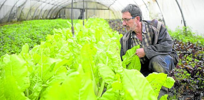 Román Sodupe observa el fruto de los invernaderos que cultiva en la localidad de Berriz.