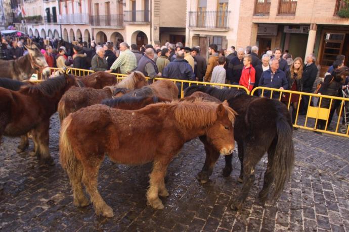 Caballos expuestos en la feria de San Andrés de Estella, en 2015.