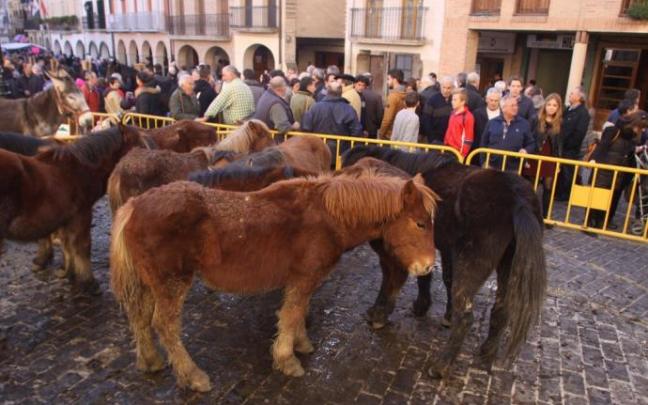 Caballos expuestos en la feria de San Andrés de Estella, en 2015.