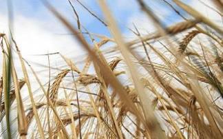 Finca de cereal en Álava.