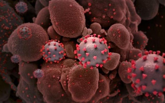 Representación creativa de las partículas del virus del SARS-CoV-2. Representación creativa de las partículas del virus del SARS-CoV-2.