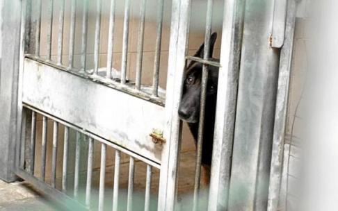 Un perro abandonado espera la llegada de alguien que le adopte en la perrera de la Mancomunidad. Un perro abandonado espera la llegada de alguien que le adopte en la perrera de la Mancomunidad.