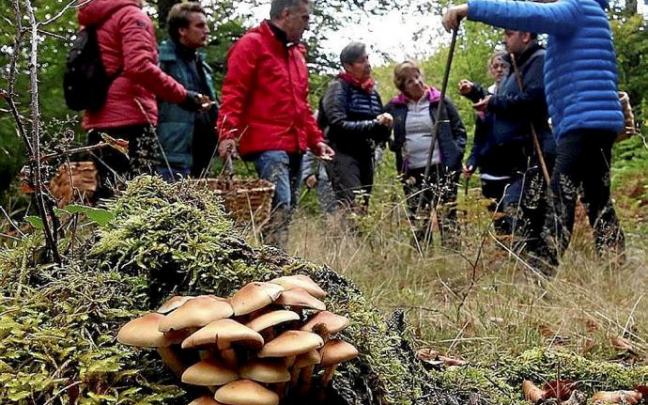 Clase práctica sobre qué setas coger en el monte. Foto: Javier Bergasa