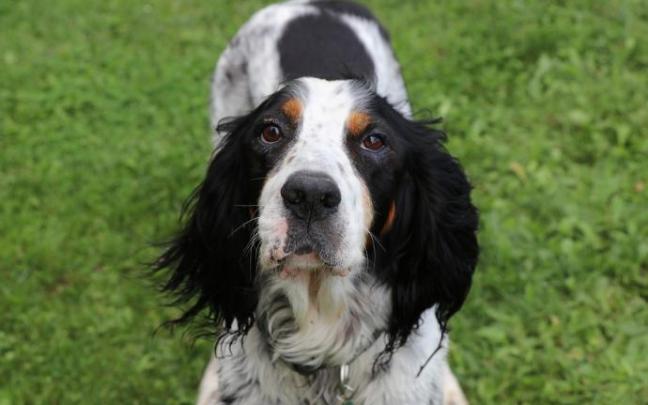 Un perro de raza setter inglés