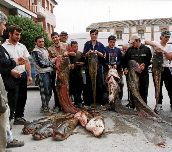 Pescadores posando con los siluros pescados en el pantano de Mequinenza. Foto: Antonio Remón