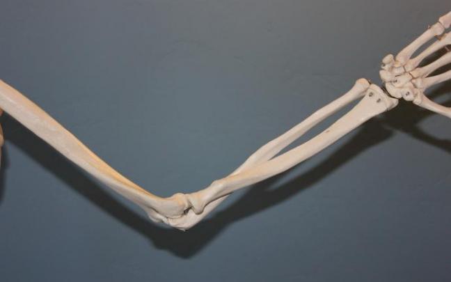 Huesos del brazo. Huesos del brazo.