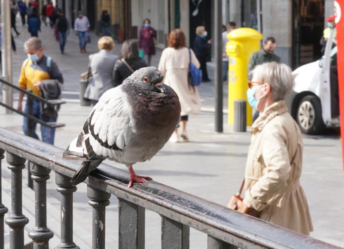 En Sopela, las palomas tomarán piensos anticonceptivos. En imagen, una paloma en una barandilla.