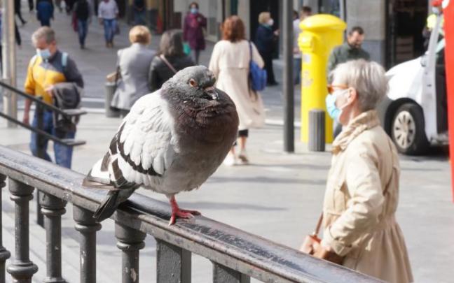 En Sopela, las palomas tomarán piensos anticonceptivos. En imagen, una paloma en una barandilla.