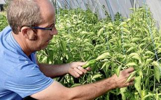 En la fotografía, Joseba Ibargurengoitia, de la Red de Semillas de Euskadi-Hazien Sarea en los huertos ecológicos de Basaldea, en Abetxuko. Este colectivo pone en valor las diversas variedades agrícolas tradicionales, así como sus usos y manejos.Foto: Pil