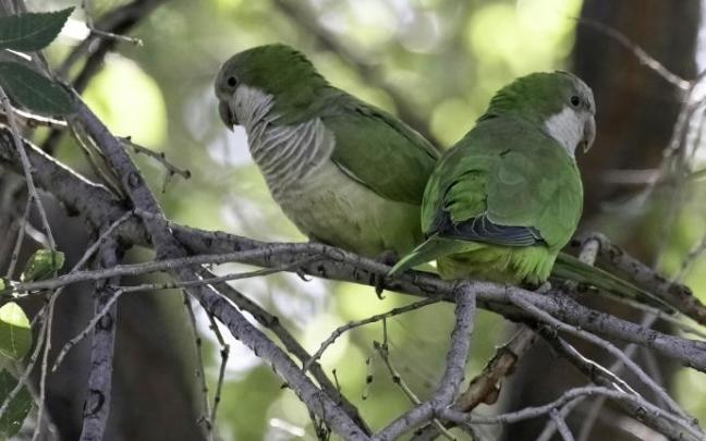 Una pareja de cotorras argentinas en una rama de un árbol ornamental.