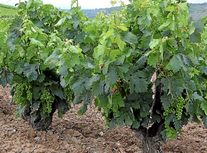 Racimos de uvas en un viñedo de Rioja Alavesa.