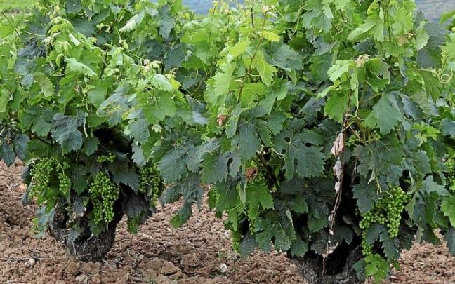 Racimos de uvas en un viñedo de Rioja Alavesa. Racimos de uvas en un viñedo de Rioja Alavesa.