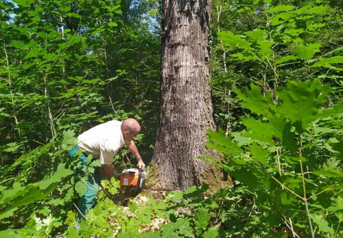 Un trabajador procede a talar un árbol.