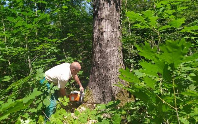 Un trabajador procede a talar un árbol. Un trabajador procede a talar un árbol.