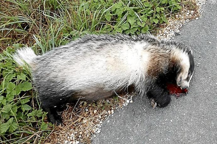 Tejón atropellado en el Valle de Arana