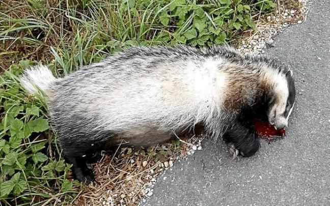 Tejón atropellado en el Valle de Arana