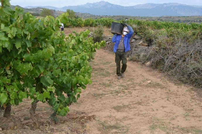 Un temporero durante la pasada vendimia en la Rioja Alavesa.