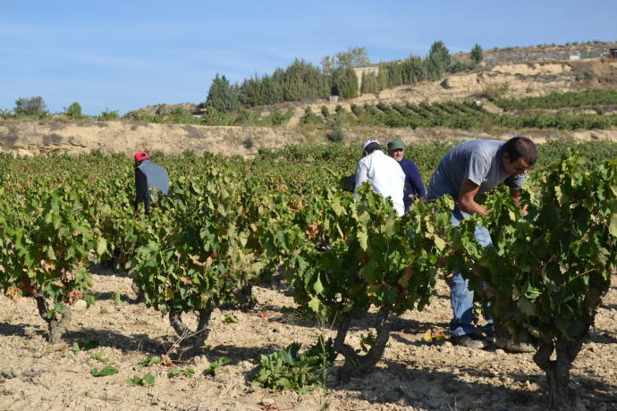 Trabajadores en viñedos de Rioja Alavesa