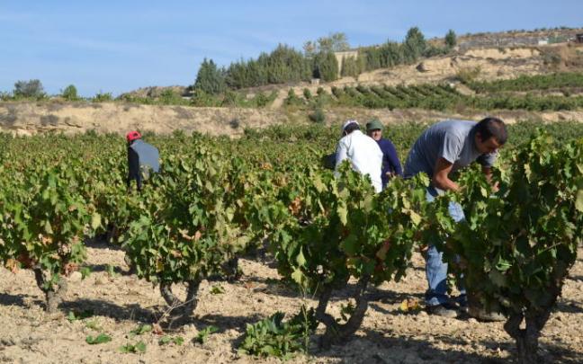 Trabajadores en viñedos de Rioja Alavesa