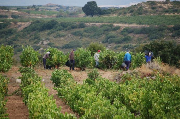 Cuadrilla de temporeros recogiendo la uva en Rioja Alavesa.