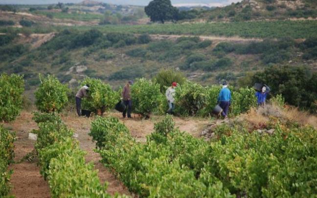 Cuadrilla de temporeros recogiendo la uva en Rioja Alavesa.