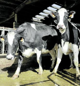 Vacas de la ganadería Behialde en la granja. Foto: Pilar Barco