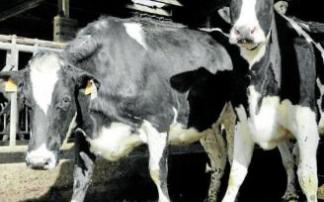 Vacas de la ganadería Behialde en la granja. Foto: Pilar Barco