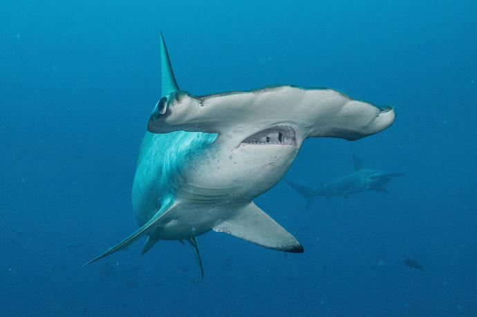 Una hembra de tiburón martillo común (Sphyrna lewini).