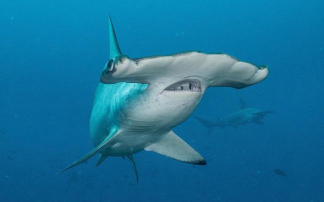 Una hembra de tiburón martillo común (Sphyrna lewini). Una hembra de tiburón martillo común (Sphyrna lewini).