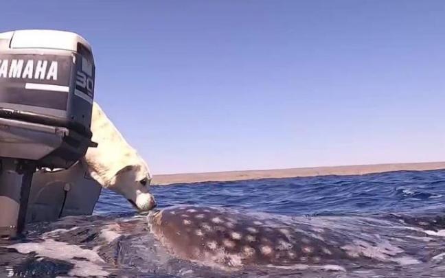 Momento en le que labrador 'Sailor' y el tiburón ballena rozan sus hocicos. Momento en le que labrador 'Sailor' y el tiburón ballena rozan sus hocicos.