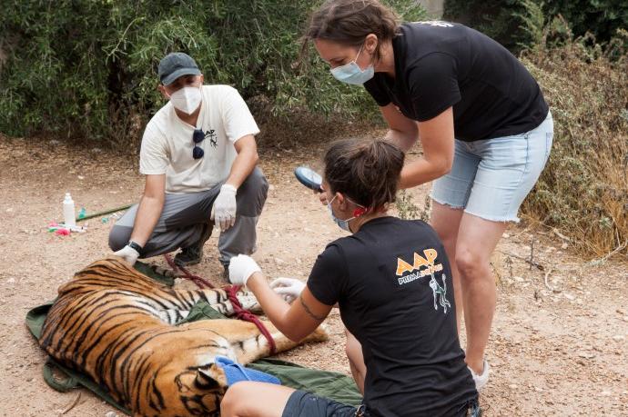 Un veterinario realiza un examen de salud a la tigresa sedada antes de su traslado de Albacete a Alicante.