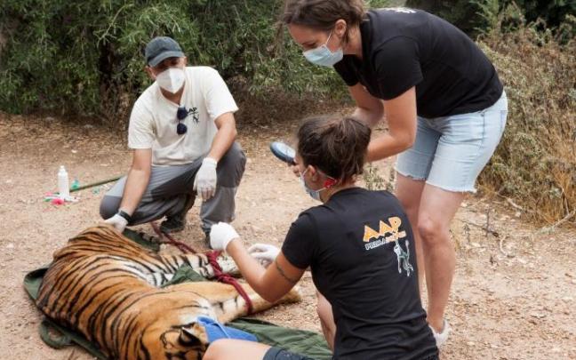 Un veterinario realiza un examen de salud a la tigresa sedada antes de su traslado de Albacete a Alicante. Un veterinario realiza un examen de salud a la tigresa sedada antes de su traslado de Albacete a Alicante.