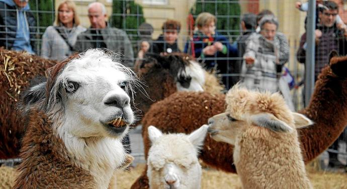 Animales expuestos en la feria de Navidad de Tolosa, que este año sí se celebrará.