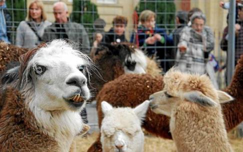Animales expuestos en la feria de Navidad de Tolosa, que este año sí se celebrará.
